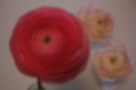Pinhole Flower